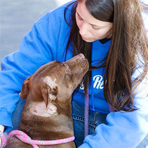 Stray Rescue of St. Louis .